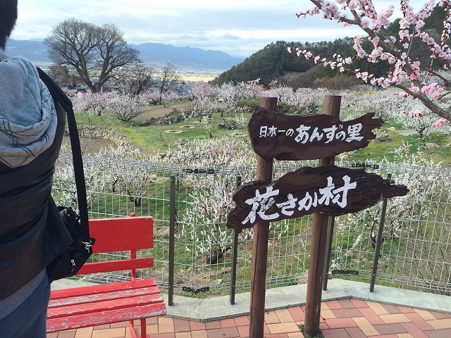 あんずの里・千曲市森であんずの花見に行ってきた　その２　展望台とあんずの花々