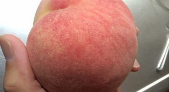 桃って皮を剥いて食べる？いやいや皮を剥かないで食べるのもアリなんですが、変ですか？
