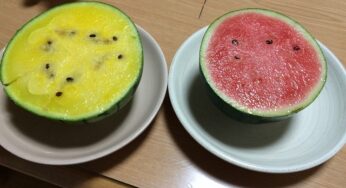 黄色いスイカと赤いスイカは何が違うのか？食べ比べてみた結果は・・