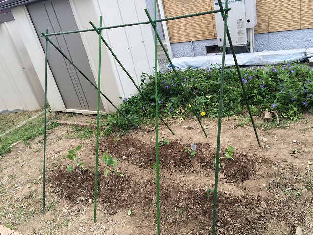 失敗しない！家庭菜園。簡単な家庭菜園は子供の食育にもなる最高の自給自足