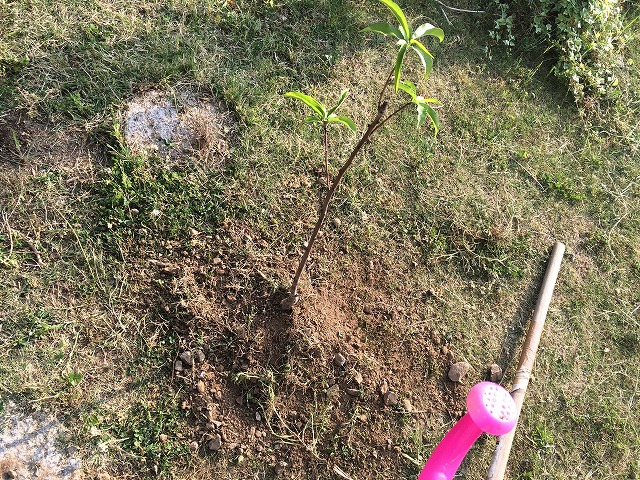 長野市では小学校入学時に入学記念樹を貰えるので、記念に植えてみた