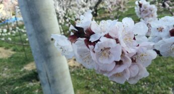 千曲市森の杏の里！あんずの花は一見の価値あり