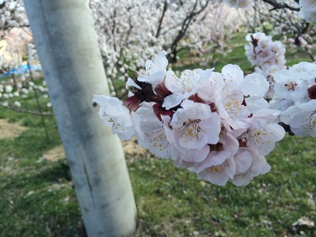 千曲市森の杏の里！あんずの花は一見の価値あり