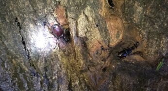 夏のカブトムシ採りのコツ！捕まえる時間帯と場所は何時がいい？