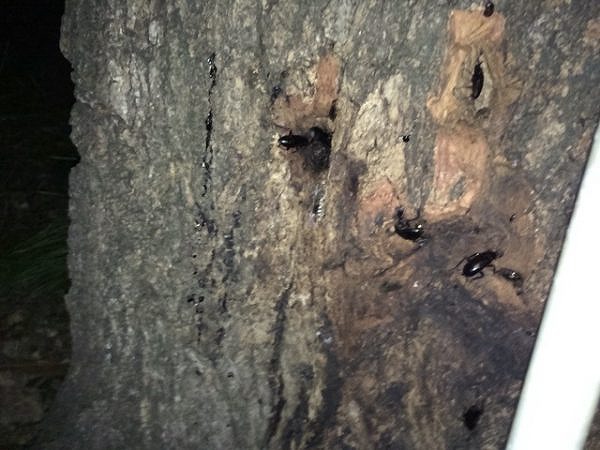 夏のカブトムシ採りのコツ 捕まえる時間帯と場所は何時がいい