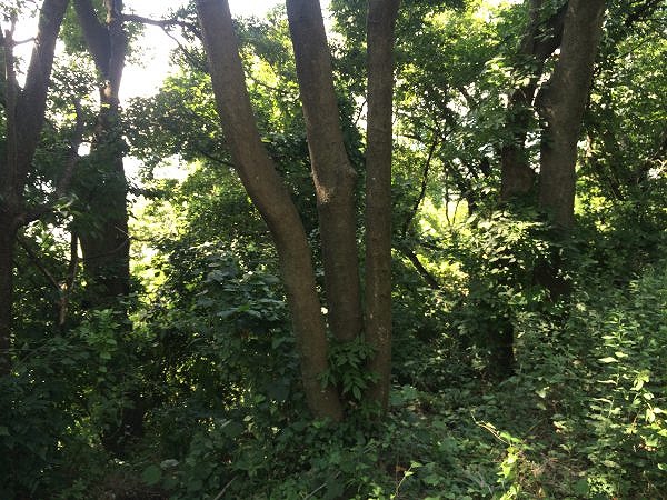 夏のカブトムシ採りのコツ 捕まえる時間帯と場所は何時がいい