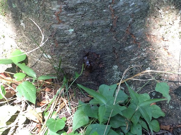 夏のカブトムシ採りのコツ 捕まえる時間帯と場所は何時がいい