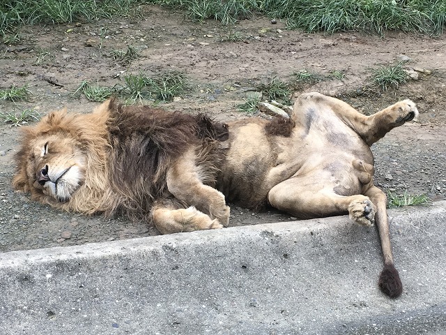 群馬サファリパークに行ったら、ライオンが無防備な姿で寝ていた。子供連れにオススメ